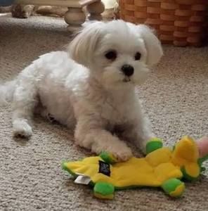 Meet your Posher, Norma